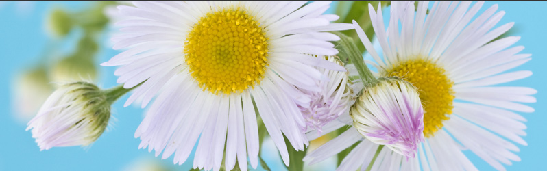 Services Offered at the Natural Holistic Wellness Center